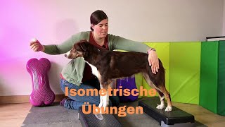 Isometrisches Training im Hundefitnesstraining [upl. by Rockel]