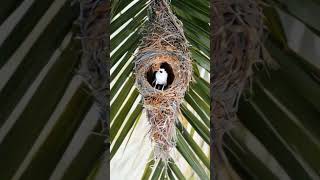 From Sticks to Snug A Bird’s Home in Progress birds wildbirds cutebirds [upl. by Oiram210]