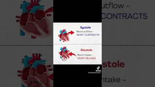 Systole and Diastole difference between systole and diastole heart blood science humananatomy [upl. by Attlee]