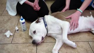 Treating Dogs Irritated Ear After Beach  Virbac EpiOtic Cleanser amp Mometamax Otic Suspension [upl. by Lennahc]