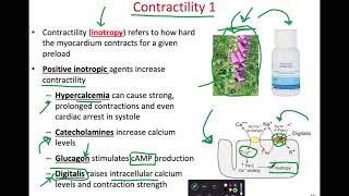 BIOL 314 Stroke Volume Inotropic Agents amp Cardiac Output Ch 19 Part 7 [upl. by Grory]