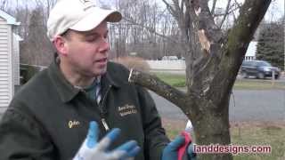 How to Prune Not Kill Trees and Shrubs [upl. by Bowman]