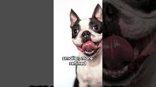 Boston Terrier  A Tail Wagging History [upl. by Rekcut826]