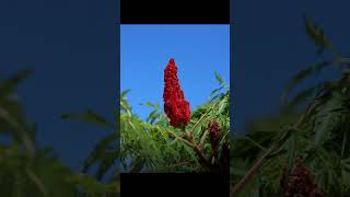 4 Uses for Staghorn Sumac [upl. by Llerahs]