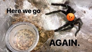 WATERING my TARANTULAS quotPart 4quot [upl. by Petulia]