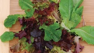 How To Plant amp Grow Lettuce [upl. by Eiluj]