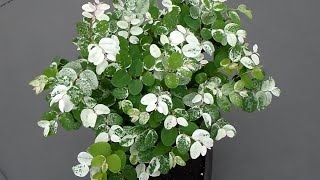 Breynia Disticha  Snow Bush [upl. by Goldsworthy]