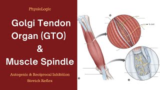 Golgi Tendon Organ GTO  Muscle Spindle  Autogenic and Reciprocal Inhibition  Stretch Reflex [upl. by Emmeline]