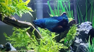 My giant half moon plakat betta fish in a 5 gallon aquarium [upl. by Ecnerrot]