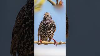 European Starling Bird  Can Mimic Any Sound [upl. by Tenahs]