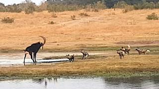 Painted wild dogs attacking a Sable antelope [upl. by Olsen]