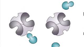 Allosteric Regulation of Enzymes [upl. by Gerry]