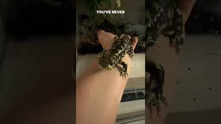 No salamanders were harmed in the making of this video salamander salamanders amphibian [upl. by Gagliano627]