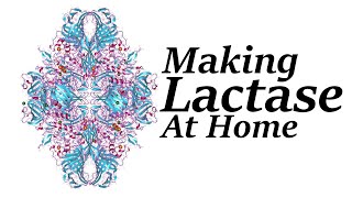 How to Make Lactase at Home [upl. by Cinda]