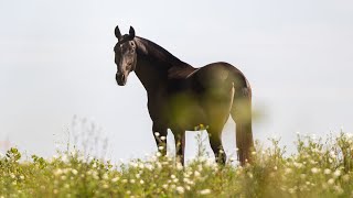 Horse for Sale  Phenomenal 2021 Black Lusitano Mare  piro free REF839 [upl. by Ardnasil726]