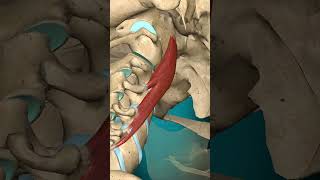 Longus capitis muscle action Head Contralateral rotation Vertebral column Contralateral rotation [upl. by Atoiganap]