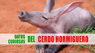 Cerdos hormigueros Orycteropus afer  Datos curiosos de animales [upl. by Aicenra]