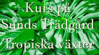 kurs på Sunds Tropiska växter [upl. by Crespi]