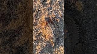 Horned Toad Sonoran Desert [upl. by Ajidahk258]