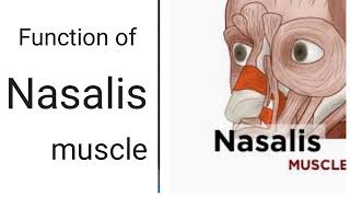 Function of Nasalis muscle [upl. by Ettenal]