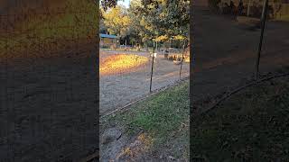 Make a Way for the King babygoatlove makeaway animalvideofootage [upl. by Daphene]