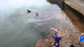 Shark in Portrush Harbour Northern Ireland [upl. by Adnamal]