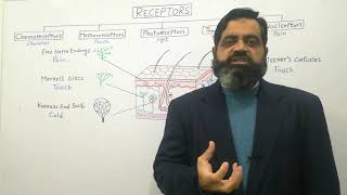 Receptors Urdu Hindi medium profmasoodfuzail Types of Receptors  Nociceptors Photoreceptor [upl. by Yasmar]