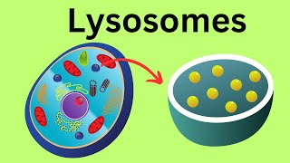 Lysosomes Parts of the Cell [upl. by Wyatt]