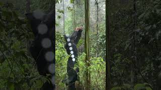 Solo Camping In Long Heavy Rain  Relaxing Rain Sounds [upl. by Knowle]