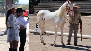 Incredible Pintabian Horse Competition Cabalgata Caballo Pinto Costarricense Asopinco Pedregal [upl. by Monteith]