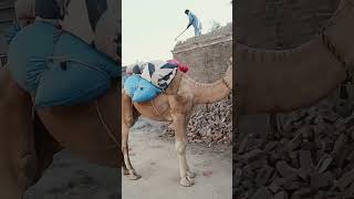 Camel walk in my street [upl. by Yaakov601]