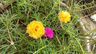 heavy blooming in moss Rose plant fertilizer in moss Rose plant  Helpgardening123 [upl. by Leinod]