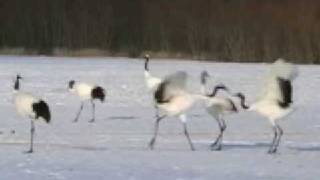 Kushiro Japanese Red Crowned Cranes  Destination Management [upl. by Idid]