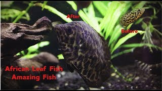 African Leaf Fish Amazing fish [upl. by Kirtley]