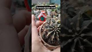 gymnocalycium Coralvideoshorts videoviral [upl. by Herta]