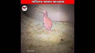 পাখিদের আজব গজব আওয়াজ 🕊️ Weirdest Bird Sounds shorts [upl. by Silvan]