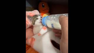 Feeding Milk Baby kitten Feedingbabycatmilk Feedingmilktocat [upl. by Aisak67]