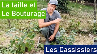 Cassissier Limportance de la taille et le bouturage [upl. by Okramed]