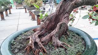 Mulberry bonsai tree  Beautiful bonsai [upl. by Dorwin]