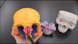 Skull Anatomy Series  The Ethmoid Bone  Part 9 of 9 [upl. by Zenas]