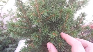 Picea Glauca Conica Bonsai Tree [upl. by Colburn344]