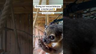 Rescue Kinkajou Gets Her Favorite Treat [upl. by Akinert379]