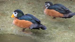 African Pygmygoose [upl. by Zora]