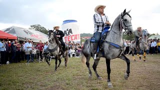 😍 CABALLOS BAILADORES EN LA CABALGATA SURUTATO [upl. by Delmor]