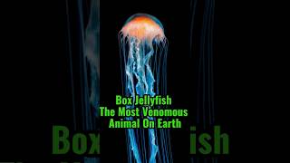 Box Jellyfish  The Most Venomous Animal On Earth shorts [upl. by Katerina420]