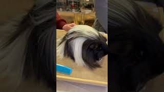 Sheltie guinea pigs have gorgeous long hair [upl. by Otina]