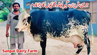 Girlando Cow For Sale In Pakistan  Sanpal Dairy Farm  Pk Janwar Mandi  Cow Farm [upl. by Saphra137]