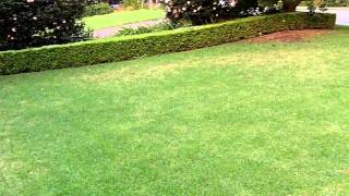 Army Worms Lawn Grubs Army Grub Army Worms in Lawn Areas Lawn Pests Army Grub Control [upl. by Giule]