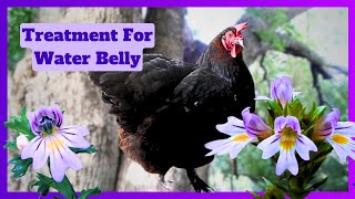 Natural Treatment For Ascites Water Belly In Chickens [upl. by Eliades]