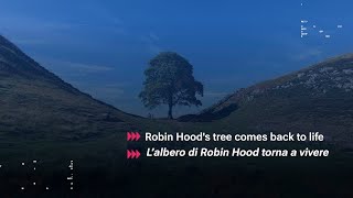 Robin Hood’s tree comes back to life [upl. by Hendrix]